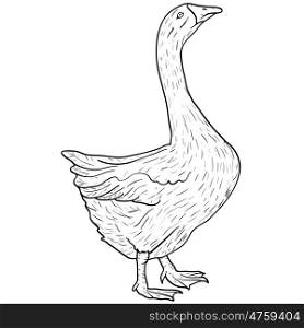 Sketch grey goose on a white background. Vector illustration.. Sketch grey goose on a white background. Vector illustration