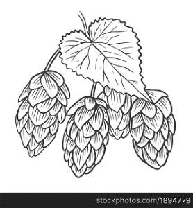 Sketch hand engraved herb fruits ordinary hops. Hop cones on a branch with a leaf, vintage. Organic ingredient for making beer, vector illustration.. Sketch hand engraved herb fruits ordinary hops.