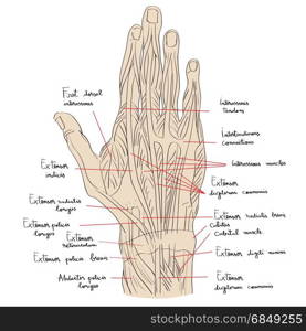 Sketch illustration of the hand muscles isolated on white, artistic anatomy graphic study