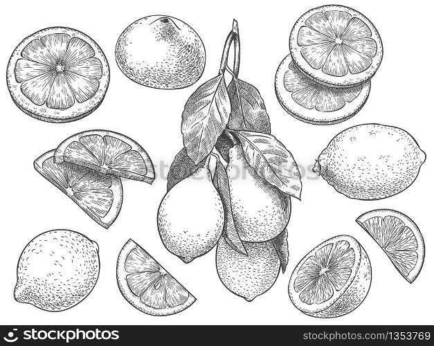 Sketch lemon. Hand drawn sliced lemons, citrus fruit with leaves and half lemon vector illustration set. Lemon citrus half, fresh botanical fruit. Sketch lemon. Hand drawn sliced lemons, citrus fruit with leaves and half lemon vector illustration set