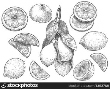 Sketch lemon. Hand drawn sliced lemons, citrus fruit with leaves and half lemon vector illustration set. Lemon citrus half, fresh botanical fruit. Sketch lemon. Hand drawn sliced lemons, citrus fruit with leaves and half lemon vector illustration set