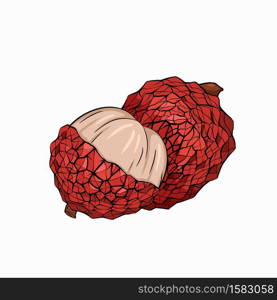 Sketch lychee tropical fruit illustration on a white background. Whole and half berries. Exotic delicious delicacy. Vector object for menus, recipes and your design.. Sketch lychee tropical fruit illustration on a white background. Whole and half berries. Exotic delicious delicacy. Vector object