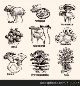 Sketch mushrooms. Autumn edible mushroom healthy food vintage engraved vector illustration. Mushroom edible, healthy food collection. Sketch mushrooms. Autumn edible mushroom healthy food vintage engraved vector illustration