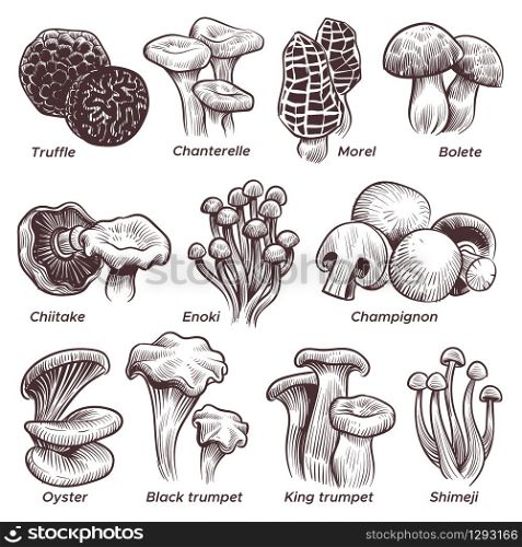 Sketch mushrooms. Hand drawn various mushroom. Morel, truffle and champignon, chanterelle and oyster, black and king trumpet vintage isolated vector set. Sketch mushrooms. Hand drawn various mushroom. Morel, truffle and champignon, chanterelle and oyster, black and king trumpet vintage vector set