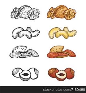 Sketch nut set. Illustration of group of popular nuts. Outline and color nuts vector set. Sketch nut set. Illustration of group of nuts