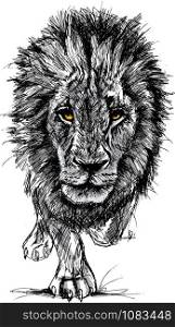Sketch of a big male African lion. Vector illustration
