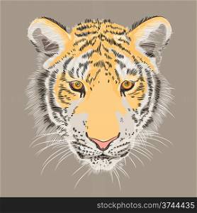 sketch of a serious amur tiger