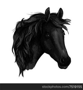 Sketch of black horse head with arabian racehorse mare. Use as equestrian sport club, horse racing or t-shirt print design. Black horse head of arabian breed