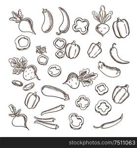 Sketch of fresh beets with lush haulms, chili peppers, eggplants, sliced and whole bell peppers vegetables. For agriculture or vegetarian food or cooking design. Sketch of fresh farm vegetarian vegetables