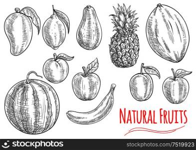 Sketch of fresh fruits with banana, apple, lemon, peach, pineapple, watermelon, plum, mango, melon and avocado fruits. Natural healthy vegetarian dessert, juice, cocktail design. Sketch of fresh fruits for food and drink design