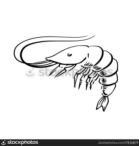 Sketch of fresh marine shrimp or prawn with long curved antennae, for seafood menu or underwater wildlife theme. Sketch illustration. Fresh marine shrimp or prawn sketch