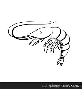 Sketch of fresh marine shrimp or prawn with long curved antennae, for seafood menu or underwater wildlife theme. Sketch illustration. Fresh marine shrimp or prawn sketch