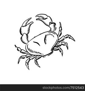 Sketch of marine crab with raised claws, for nature or seafood theme design. Marine crab with big claws, sketch