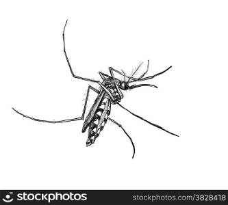 Sketch of mosquito on white background