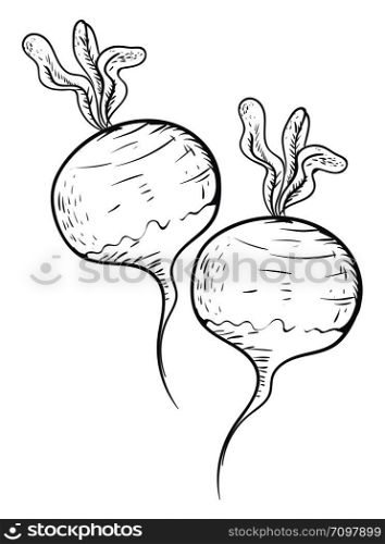 Sketch of radish vegetable, illustration, vector on white background.