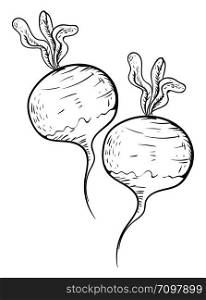 Sketch of radish vegetable, illustration, vector on white background.
