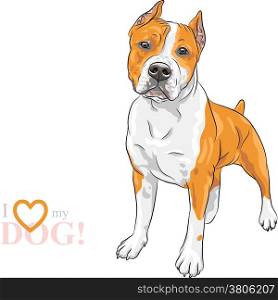 sketch of the dog American Staffordshire Terrier breed