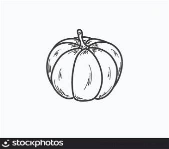 sketch of the pumpkin on white background, vector, isolated. sketch of the pumpkin