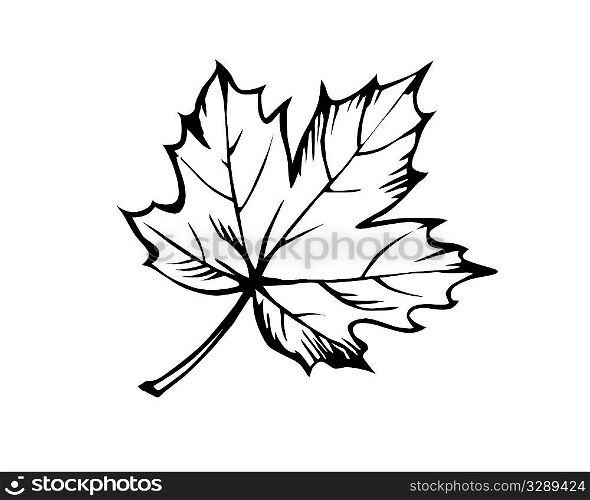 sketch of the sheet of the maple on white background