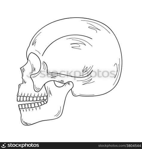 sketch of the skull on white background, vector. sketch of the skull
