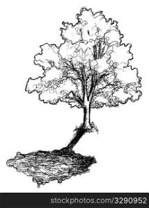 Sketch of tree with shadow.