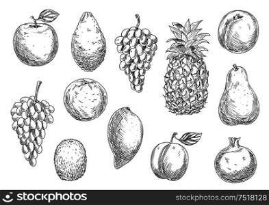 Sketch of vegetarian fruits in retro style. Naturally grown ripe apple and fresh mango, exotic pineapple and mature avocado, raw melon and tasty apricot, grape branch and kiwi, pear and garnet or pomegranate, plum.. Sketch of vegetarian fruits in retro style