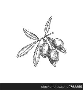 Sketch olive berries on branch with leaves. Hand drawn vector natural vegetable, engraved organic ripe plant, eco farm production, ingredient for oil extraction isolated on white background. Sketch olive berries on branch with leaves, plant