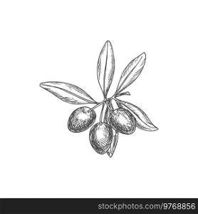 Sketch olive berries on branch with leaves, vector natural vegetable, hand drawn organic ripe plant, eco farm production, ingredient for oil extraction isolated on white background. Sketch olive berries on stem with leaves engraving