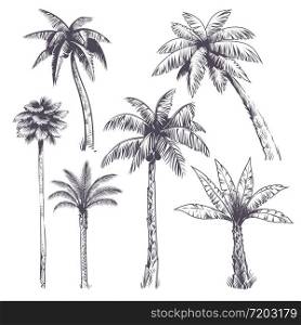 Sketch palm tree. Hand drawn tropical coconut palm trees, africans plants. Hawaii summer vacation engraving drawing vector isolated jungle set. Sketch palm tree. Hand drawn tropical coconut palm trees, africans plants. Hawaii summer vacation engraving drawing vector isolated set