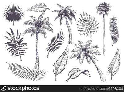 Sketch palm trees and leaves. Hand drawn tropical palms and leaf, black line silhouette exotic plants hawaii natura, engraving vector beach landscape set. Sketch palm trees and leaves. Hand drawn tropical palms and leaf, black line silhouette exotic plants hawaii natura, engraving vector set