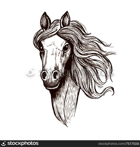 Sketch portrait of welsh cob filly with flowing mane and brown velvet coat. Great for t-shirt print or equastrian club symbol design. Beautiful young welsh cob horse sketch