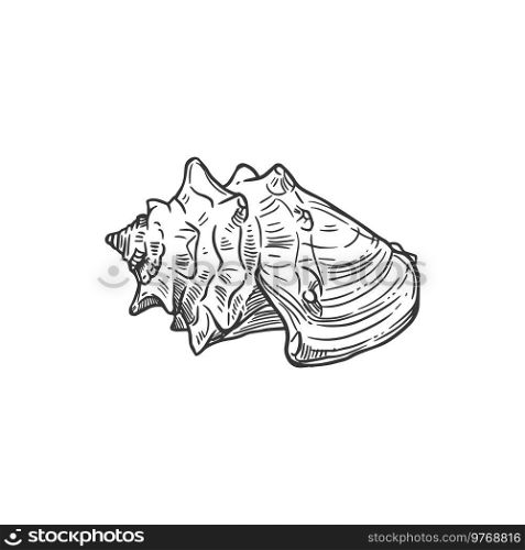 Sketch sea shell, crown or knobbed whelk conch, vector engraved seashell mollusk, marine clam or shellfish, underwater hand drawn creature design element isolated on white background. Sketch sea shell, underwater mollusk clam conch