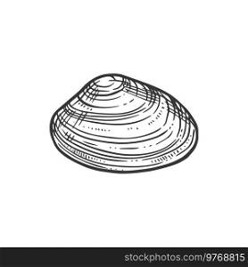 Sketch sea shell, vector conch, engraved marine sunray venus macrocallista nimbosa clam. Shellfish seashell, underwater hand drawn mollusk design element isolated on white background. Sketch sea shell, vector engraved marine clam