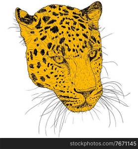 Sketch silhouette sketch leopard face on white background illustration.. Sketch silhouette sketch leopard face on white background illustration