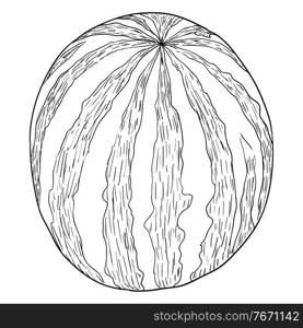 Sketch silhouette sketch watermelonon white background illustration.. Sketch silhouette sketch watermelonon white background illustration