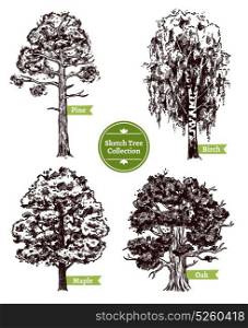 Sketch Tree Set. Four various deciduous sketch trees set with pine maple birch and oak isolated on white background doodle vector illustration