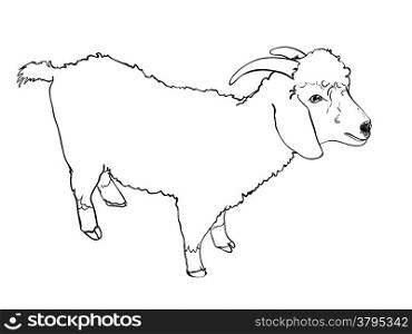 Sketch vector of angora goat on white background