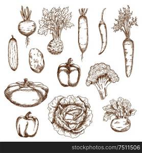 Sketch vegetables icons of cabbage, chilli and bell peppers, carrot, potato, broccoli, cucumber, beet, kohlrabi, celery, daikon, pattypan squash. Recipe book or vegetarian healthy food design usage. Sketch of healthy organic vegetables icons