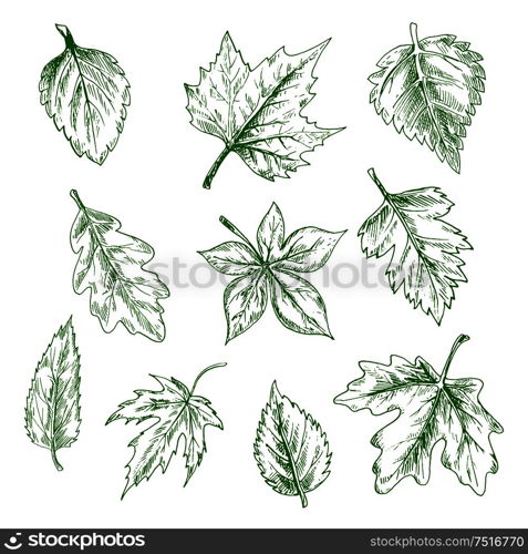 Sketched green tree leaves of maple and oak, birch and elm in retro engraving style. Nature and seasonal themes. Sketched isolated green tree leaves