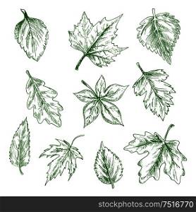Sketched green tree leaves of maple and oak, birch and elm in retro engraving style. Nature and seasonal themes. Sketched isolated green tree leaves