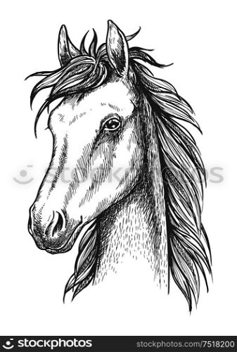 Sketched horse head icon of arabian stallion. Equestrian sporting competition or t-shirt print design. Sketched horse head icon for t-shirt print design