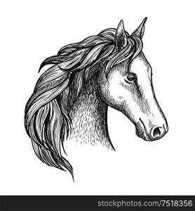 Sketched horse head icon with purebred stallion of arabian breed. Equestrian eventing sporting competition symbol or horse racing badge design. Sketched horse head icon of arabian stallion