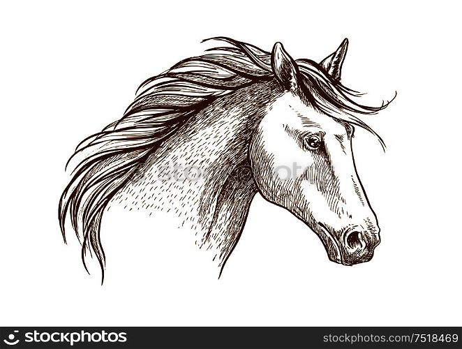 Sketched stallion horse icon with a head of arabian colt. Equestrian sport theme, horse racing or riding club symbol design. Horse sketch icon of arabian stallion