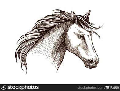Sketched stallion horse icon with a head of arabian colt. Equestrian sport theme, horse racing or riding club symbol design. Horse sketch icon of arabian stallion