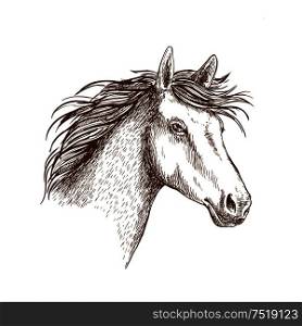 Sketched stallion horse icon with head of arabian riding horse. Equestrian sporting theme or t-shirt print design. Sketch of horse head for equine design