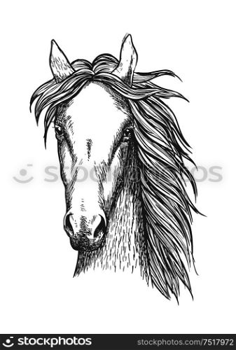 Sketched symbol of riding club or horse breeding and crossbreeding theme design with muscular and powerful thoroughbred stallion. Muscular thoroughbred horse sketch symbol