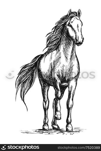 Sketched vector portrait of horse. White mare horse pacing with lifted front hoof. Wild mustang stallion ready for racing sport competition. Sketched vector portrait of horse