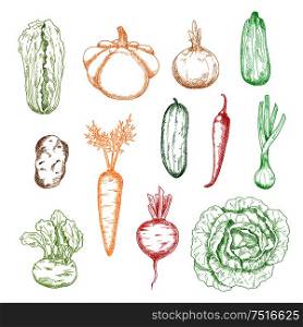Sketches of carrot and onion, cabbages and potato, cucumber and chilli pepper, zucchini and beet, kohlrabi, scallion and pattypan squash vegetables. Kitchen interior, agriculture or recipe book design. Sketches of isolated farm vegetables