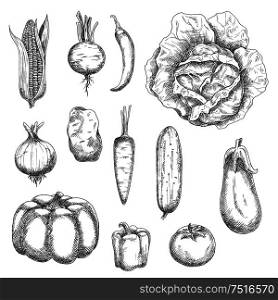 Sketches of corn and tomato, potato and carrot, cabbage and onion, cucumber and beet, chilli and bell peppers, eggplant and pumpkin vegetables. For kitchen accessories, recipe book, agriculture design. Retro sketches of garden vegetables