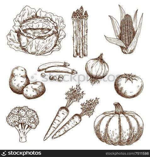 Sketches of farm sweet corn, onion, tomato, broccoli, carrots, green pea, cabbage, pumpkin and asparagus vegetables. Greengrocery market, agriculture, recipe book or vegetarian food design usage. Hand drawn sketches of vegetables